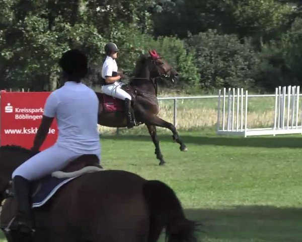 broodmare Warrah Lalan (KWPN (Royal Dutch Sporthorse), 2003, from Guidam)