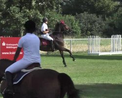 broodmare Warrah Lalan (KWPN (Royal Dutch Sporthorse), 2003, from Guidam)