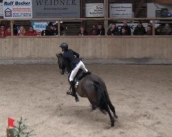 jumper Wywace (Swiss Warmblood, 2007, from Wind Dancer)