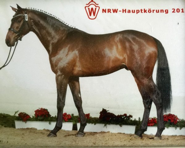 Dressurpferd Royal Riccione (Rheinländer, 2008, von Riccione)