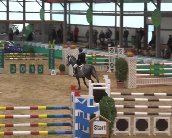 jumper Cincano H (German Warmblood, 2007, from Cliff H)