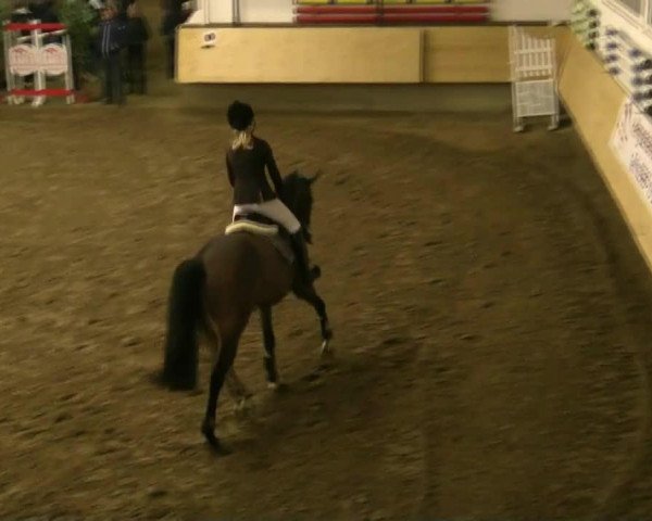jumper Valesca (KWPN (Royal Dutch Sporthorse), 2002, from Tangelo van de Zuuthoeve)