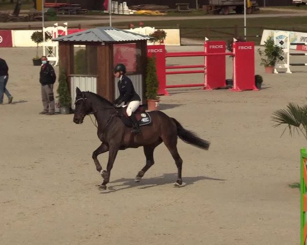 FEI Reitturnier Westergellersen (GER) 2021