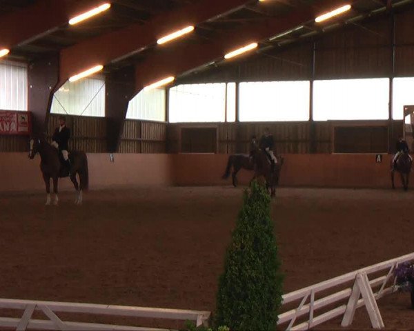 dressage horse Grand Filou 76 (Sachse, 1998, from Glacier)