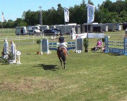 jumper Felix 1673 (Swedish Warmblood, 1999, from Feliciano)