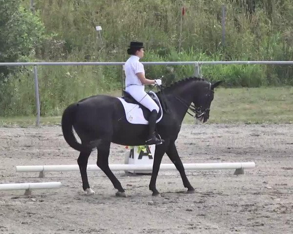 dressage horse Rossini 149 (Sachse, 1998, from Rubin Magic)