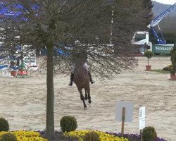 jumper Chiquitta (Danish Warmblood, 1999)