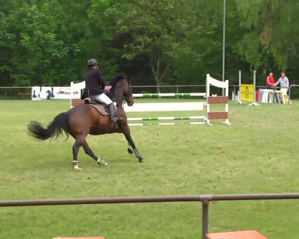Springpferd Lavinia 163 (Hannoveraner, 2001, von Laptop)