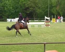jumper Lavinia 163 (Hanoverian, 2001, from Laptop)
