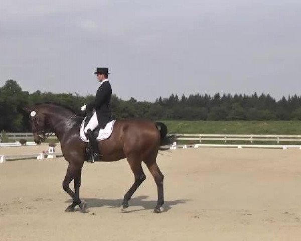 Dressurpferd Laurenz (Westfale, 2002, von Laurentianer)
