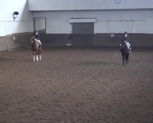 dressage horse Hohenstein's Sternchen (Oldenburg, 2000, from Hohenstein I)