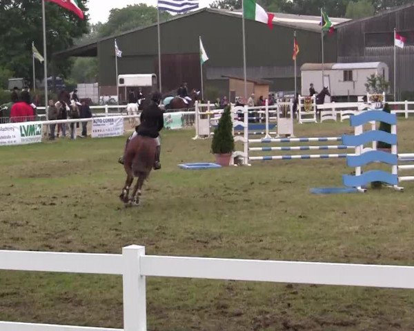 Springpferd Biene 380 (Deutsches Reitpony, 1997, von Baron) Springpferd Biene 380 (Deutsches Reitpony, 1997, von Baron)