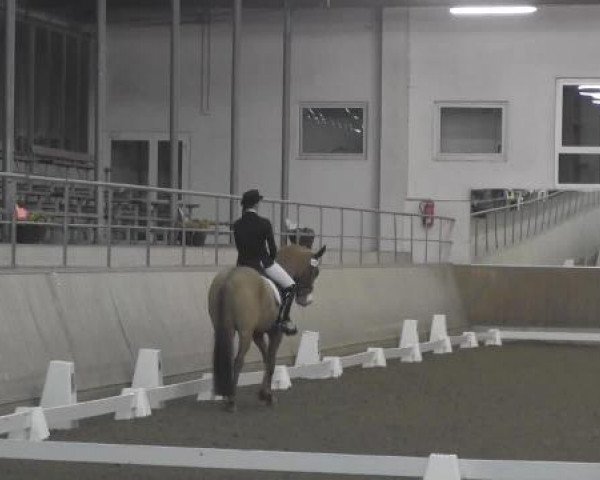 dressage horse D'Artagnan (German Riding Pony, 2007, from FS Don't Worry)