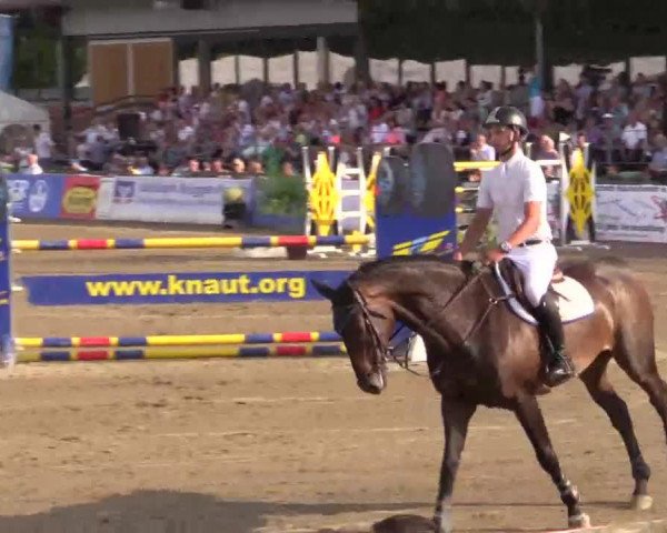 jumper Bmc Veyron (KWPN (Royal Dutch Sporthorse), 2002, from Indoctro) jumper Bmc Veyron (KWPN (Royal Dutch Sporthorse), 2002, from Indoctro)