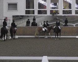 broodmare Lizzy (Tinker / Irish Cob / Gypsy Vanner, 2008)