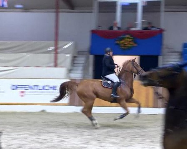 jumper Cupido 66 (Oldenburg, 2006, from Coupe de Coeur 2)
