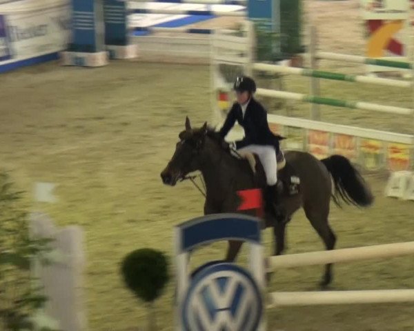 jumper Rafaello 10 (Polish Warmblood, 2004, from Sir Neel)