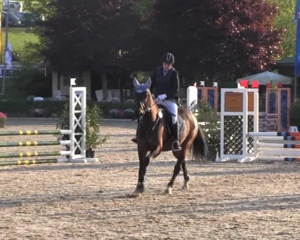 broodmare Cool Chica (Westphalian, 2007, from Christiano)