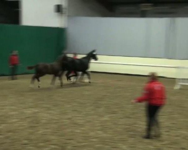 horse Belsazar (Westphalian, 2011, from Blickpunkt 4)