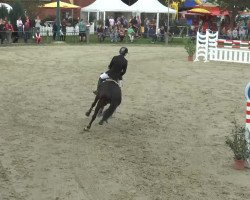 jumper Armageddon 53 (KWPN (Royal Dutch Sporthorse), 2006, from Indoctro)