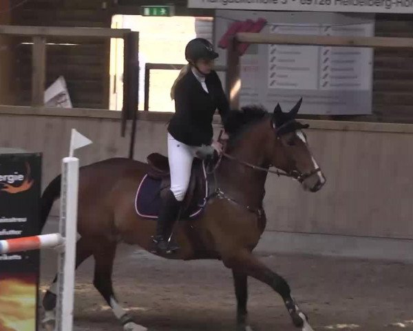 broodmare Qualite 6 (Holsteiner, 2006, from Quinar)