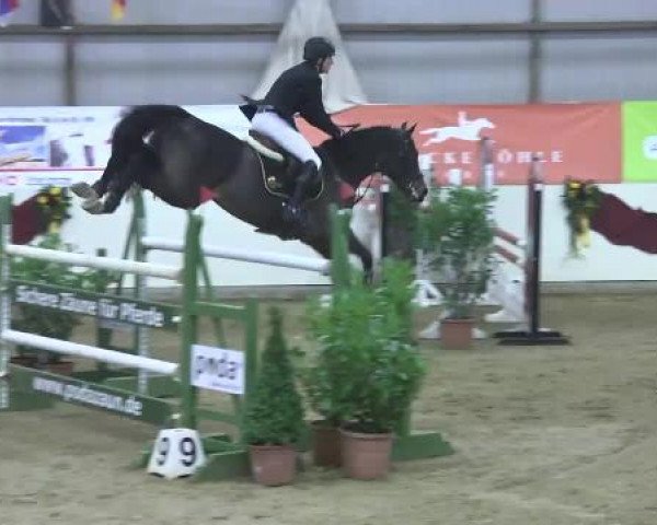 Cavallo da salto Cornet (sconosciuto,  )