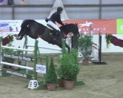 Springpferd Cornet (unbekannt,  )
