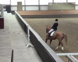Dressurpferd Aramis 432 (Holsteiner, 2001, von Aljano)