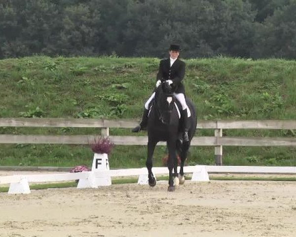 dressage horse Roncalli 120 (Hanoverian, 2005, from Rotspon)
