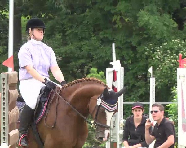 dressage horse Devil's Girl 2 (Württemberger, 2006, from Dacaprio)