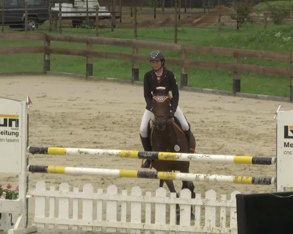 jumper Bijou (Hanoverian, 2007, from Harmony's Baroncelli)