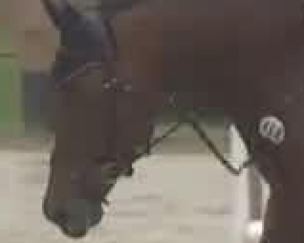 jumper Lady Lara 9 (German Sport Horse, 2005, from Landjonker (Fruhling))