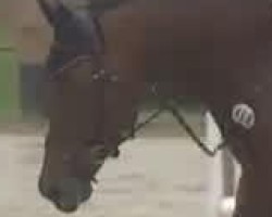 jumper Lady Lara 9 (German Sport Horse, 2005, from Landjonker (Fruhling))
