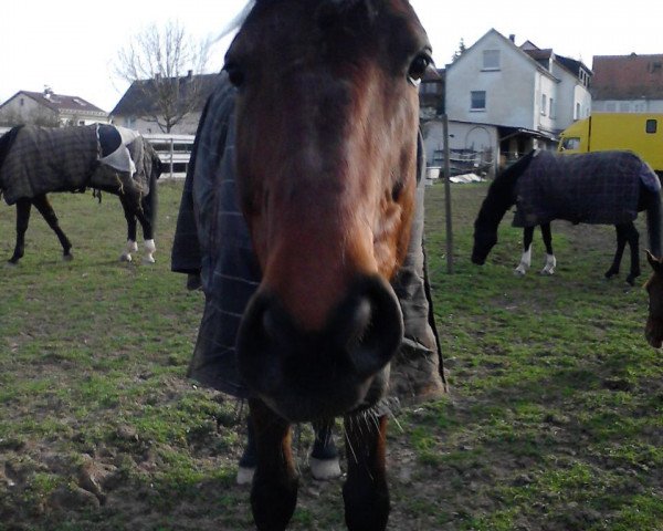dressage horse Colani 60 (Oldenburg, 2008, from Collado)