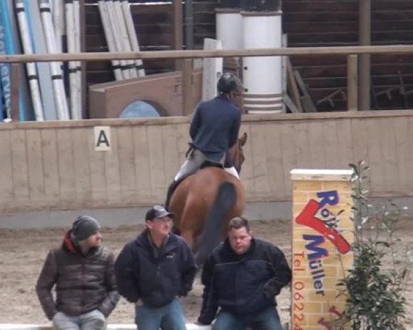 jumper Cyrano de Bergerac 7 (Holsteiner, 2005, from Contact Me)
