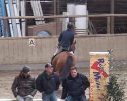 jumper Cyrano de Bergerac 7 (Holsteiner, 2005, from Contact Me)
