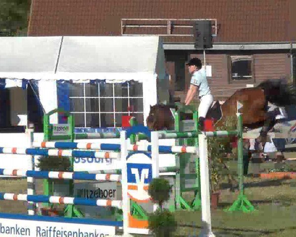 Springpferd Caput (Dänisches Warmblut, 2000, von Casir Ask)