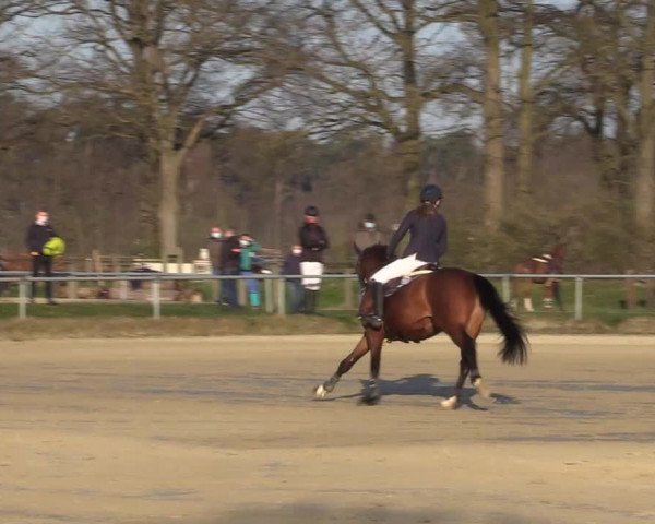 Reitturnier Coesfeld-Lette 2021