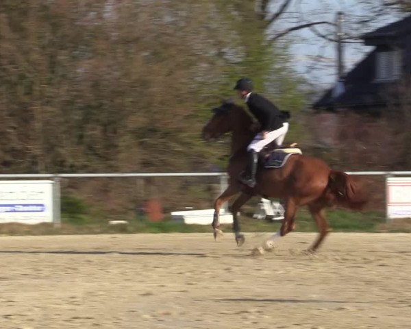 Reitturnier Coesfeld-Lette 2021