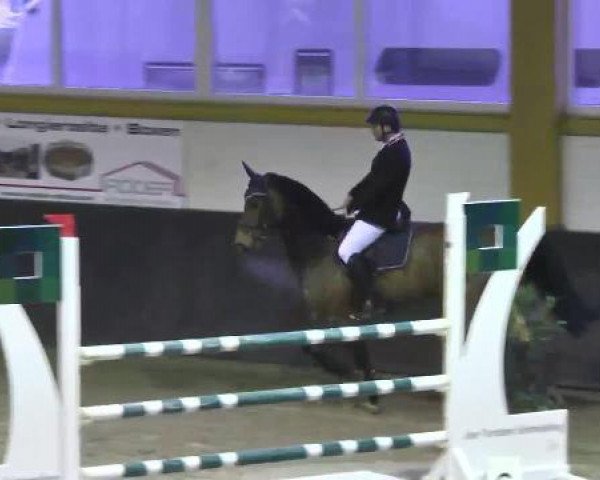 Springpferd Brandon 9 (KWPN (Niederländisches Warmblut), 2006, von Kojak)