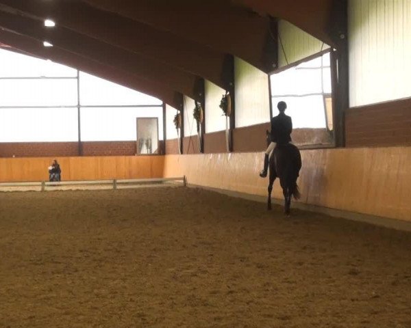 broodmare Sabrina K (Westphalian, 2007, from Sir Bedo) broodmare Sabrina K (Westphalian, 2007, from Sir Bedo)