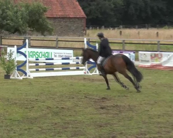 Springpferd Wetten dass 26 (Oldenburger, 2004, von Abke 4)