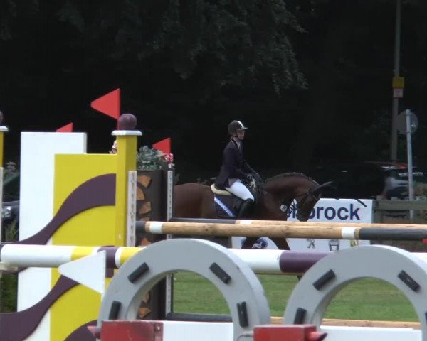 jumper Carlotta (Westphalian, 2007, from Contendro I)