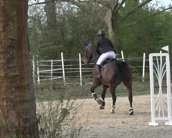 Reitturnier Lampertheim 2021
