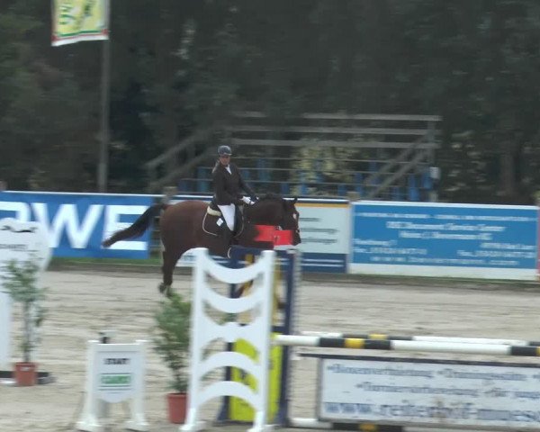Springpferd Lois 5 (Deutsches Sportpferd, 2007, von Pumped Up Kicks)