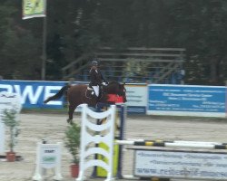 jumper Lois 5 (German Sport Horse, 2007, from Pumped Up Kicks)