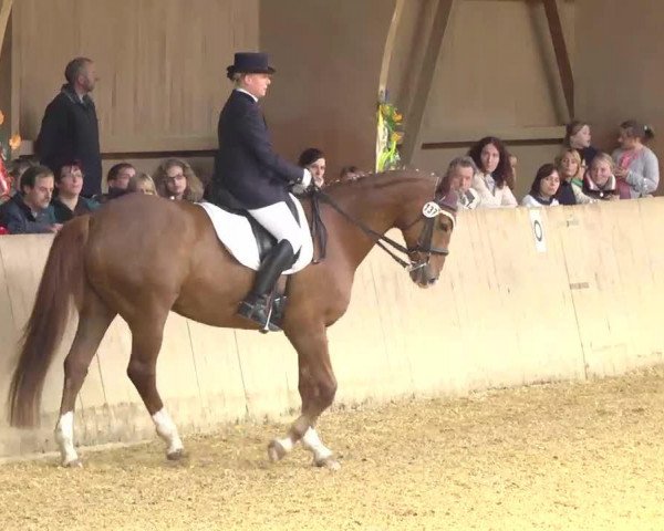 dressage horse Garland 3 (Württemberger, 1997, from Gardez) dressage horse Garland 3 (Württemberger, 1997, from Gardez)