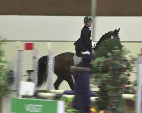 jumper Prima Donna 46 (KWPN (Royal Dutch Sporthorse), 2003, from Hofmeester)