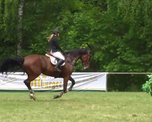 jumper Queen of Roses (Württemberger, 2006, from Quidam's Rubin)