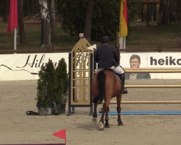 FEI Reitturnier Westergellersen (GER) 2021